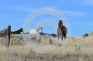 Three alert horses on a rocky hillside.