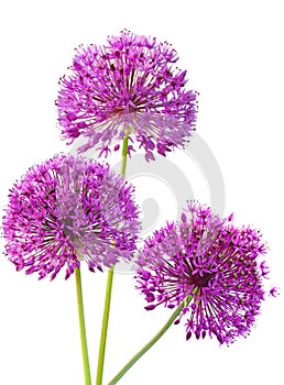 Three Alliums Ornamental Onions