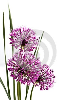 Three Alliums Ornamental Onions isolated on white background