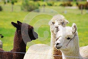 Three alpacas