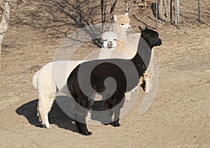 Three alpacas on bare ground