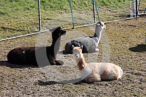 Three alpacas on a farm