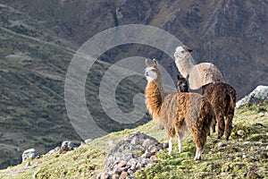 Three Alpacas on Mountain in Peru