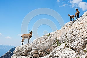 Three alpine ibex