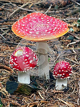 Three Amanita muscarias in forest