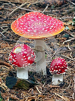 Tři Amanita muscarias v lese