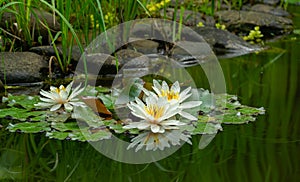 Three amazing white water lilies or lotus flowers Marliacea Rosea in old pond. Nympheas are reflected in dark water.
