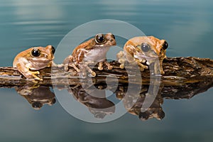 Three Amazon milk frogs on a log photo