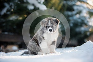 Three American Akita puppies posing in a snow in winter forest