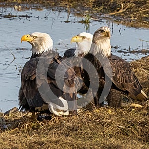 three American Bald EAgles