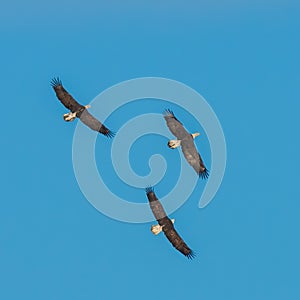 Three American Bald Eagles