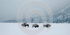 Three American bison walking through snow in Yellowstone National Park with a feeding herd in the