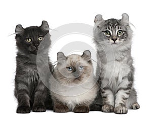 Three American Curl Kittens, 3 months old