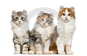 Three American Curl kittens, 3 months old, sitting and looking at the camera photo