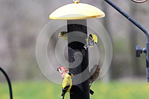 Three American Goldfinches and two House Finches on a backyard birdfeeder