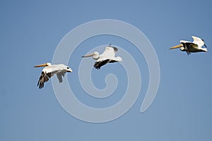 Three American White Pelicans Flying in a Blue Sky