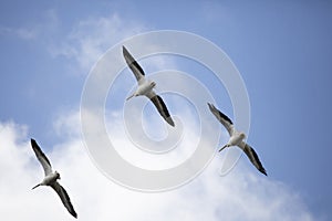 Three American White Pelicans Flying in Formation