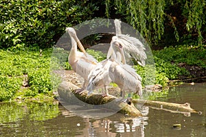 American white pelicans, Pelecanus erythrorhynchos, is a large aquatic soaring bird from the order Pelecaniformes
