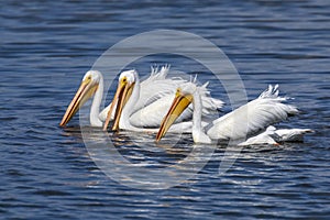 Three American White Pelicans - Sanibel Island, Florida