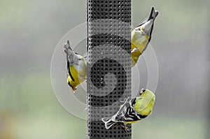 Three american yellow finch