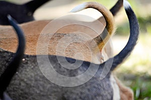 three amstaff dog puppies tails in a row in nature,shallow dof