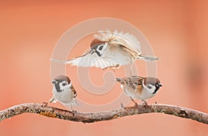 Tre birdwatching litigare sul ramo soleggiato 