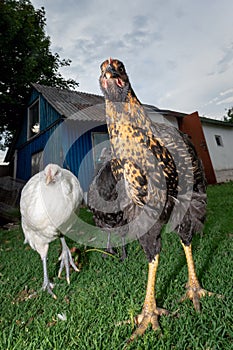 Three angry chickens brown, black and white walking in the village yard