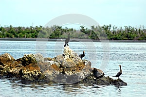 Three anhinga birds