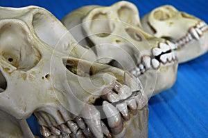 Three animal skulls