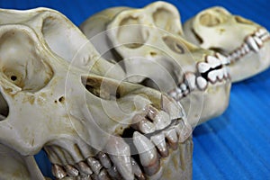 Three animal skulls photo