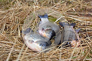 Three animals carp fishing catch on the grass.