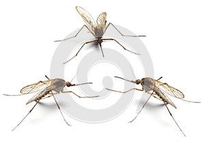 Three Anopheles mosquitos photo