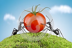 Three ants collaborate to lift tomato on hill, peaceful sky in background