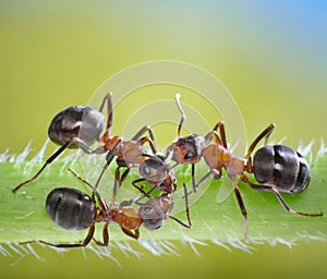 Three ants conspiracy on grass