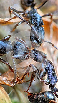 three ants fighting over food to be given to the queen

?