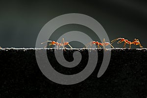 Three ants in one row