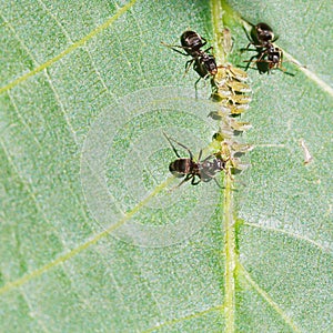 Three ants tending aphids group on leaf