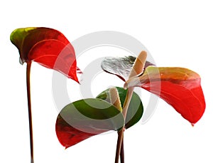 Three anturium on white