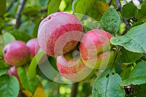 three apples in a pile on a tree, A branch of a fruit tree with three red apples and big leaves, summer garden, gardening
