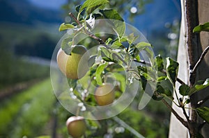 Three apples on twig