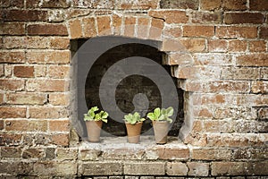 Three aqualegia plants in a wall