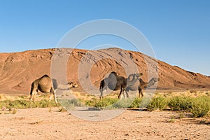 Three Arabian camel, Camelus dromedarius, Morocco