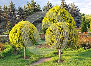 Three arborvitae trees