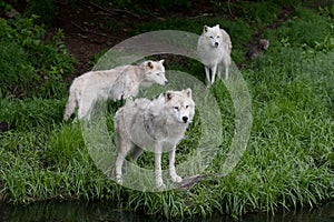 Three Arctic wolves (Canis lupus arctos) standing in the grass in spring in Canada