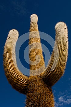 Three arms cactus tree on blue sky