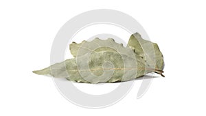 Three aromatic bay leaves on white background