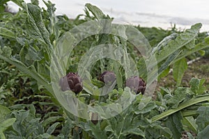 Three artichokes with its green foliage, in the fields of Sardinia