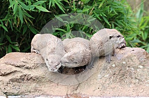 Three Asian Short Clawed Otters Cuddling