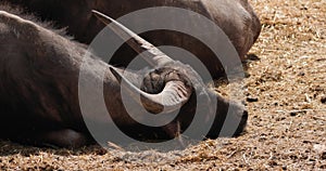 Three Asian water buffalo lying on top of each other, dozing, close-up slow motion, 120 fps