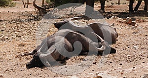 Three Asian water buffalo lying on top of each other, dozing, slow motion, 120 fps